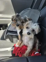 Mogwai and Gizmo, a female Yorkshire Terrier for sale in Kansas City, MO – 3 of 8