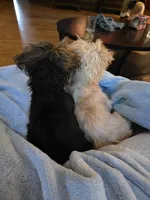 Mogwai and Gizmo, a female Yorkshire Terrier for sale in Kansas City, MO – 4 of 8