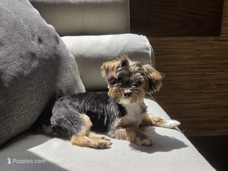 Mogwai and Gizmo – Yorkshire Terrier puppy for sale in Kansas City, MO