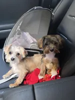 Mogwai and Gizmo, a female Yorkshire Terrier for sale in Kansas City, MO – 5 of 8