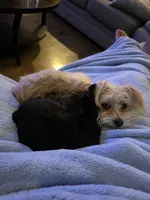 Mogwai and Gizmo, a female Yorkshire Terrier for sale in Kansas City, MO – 6 of 8
