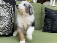 Franklin, a male Miniature American Shepherd for sale in La Canada Flintridge, CA – 4 of 10
