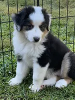 Fiona, a female Miniature American Shepherd for sale in La Canada Flintridge, CA – 4 of 9