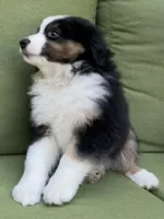 Arrow, a male Miniature American Shepherd for sale in La Canada Flintridge, CA – 3 of 9