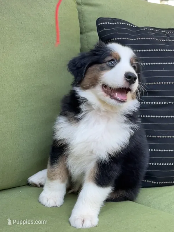 Jamie – Miniature American Shepherd puppy for sale in La Canada Flintridge, CA