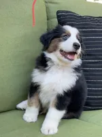 Jamie, a male Miniature American Shepherd for sale in La Canada Flintridge, CA – 1 of 9