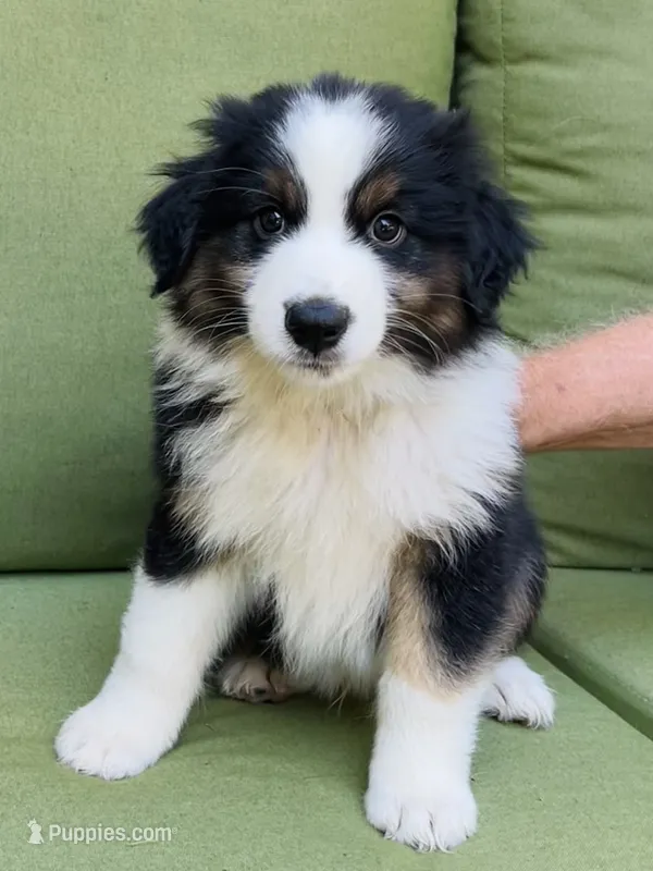 Arrow – Miniature American Shepherd puppy for sale in La Canada Flintridge, CA