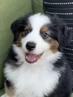 Jamie, a male Miniature American Shepherd for sale in La Canada Flintridge, CA – 2 of 9