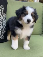 Jamie, a male Miniature American Shepherd for sale in La Canada Flintridge, CA – 9 of 9