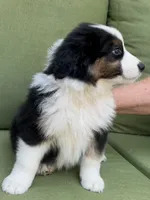 Arrow, a male Miniature American Shepherd for sale in La Canada Flintridge, CA – 6 of 9