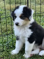 Fiona, a female Miniature American Shepherd for sale in La Canada Flintridge, CA – 8 of 9