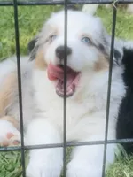 George, a male Miniature American Shepherd for sale in La Canada Flintridge, CA – 5 of 10