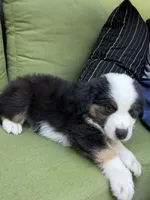 Mikey, a male Miniature American Shepherd for sale in La Canada Flintridge, CA – 7 of 9