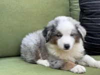 Franklin, a male Miniature American Shepherd for sale in La Canada Flintridge, CA – 3 of 10