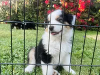 Fiona, a female Miniature American Shepherd for sale in La Canada Flintridge, CA – 5 of 9