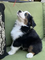 Jamie, a male Miniature American Shepherd for sale in La Canada Flintridge, CA – 3 of 9