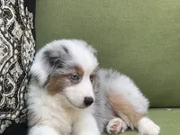 George, a male Miniature American Shepherd for sale in La Canada Flintridge, CA – 4 of 10