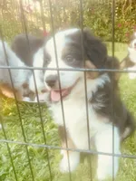 Mikey, a male Miniature American Shepherd for sale in La Canada Flintridge, CA – 6 of 9