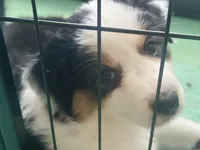 Fiona, a female Miniature American Shepherd for sale in La Canada Flintridge, CA – 6 of 9