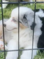George, a male Miniature American Shepherd for sale in La Canada Flintridge, CA – 6 of 10