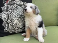 Franklin, a male Miniature American Shepherd for sale in La Canada Flintridge, CA – 8 of 10