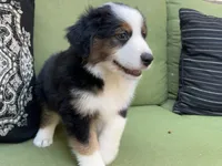 Jamie, a male Miniature American Shepherd for sale in La Canada Flintridge, CA – 5 of 9