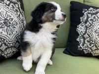 Christopher , a male Miniature American Shepherd for sale in La Canada Flintridge, CA – 9 of 9