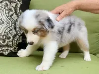 George, a male Miniature American Shepherd for sale in La Canada Flintridge, CA – 2 of 10