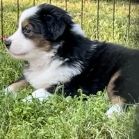 Arrow, a male Miniature American Shepherd for sale in La Canada Flintridge, CA – 7 of 9