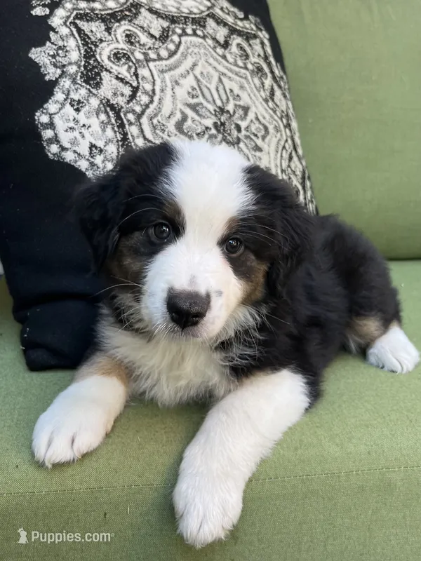 Mikey – Miniature American Shepherd puppy for sale in La Canada Flintridge, CA