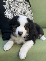 Mikey, a male Miniature American Shepherd for sale in La Canada Flintridge, CA – 1 of 9