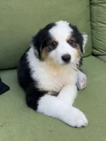 Fiona, a female Miniature American Shepherd for sale in La Canada Flintridge, CA – 2 of 9