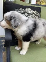 Franklin, a male Miniature American Shepherd for sale in La Canada Flintridge, CA – 10 of 10