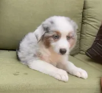 George, a male Miniature American Shepherd for sale in La Canada Flintridge, CA – 3 of 10