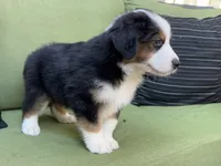 Jamie, a male Miniature American Shepherd for sale in La Canada Flintridge, CA – 8 of 9
