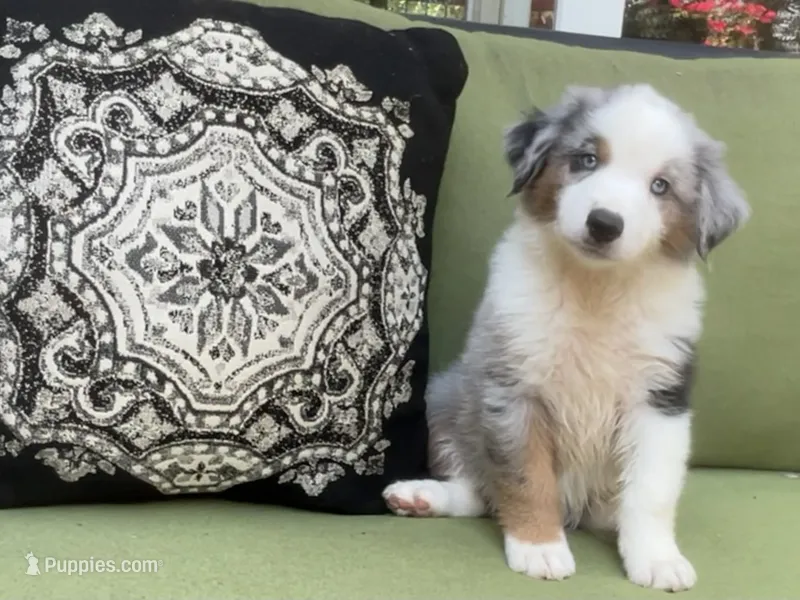 Franklin – Miniature American Shepherd puppy for sale in La Canada Flintridge, CA