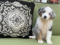 Franklin, a male Miniature American Shepherd for sale in La Canada Flintridge, CA – 1 of 10