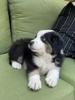 Mikey, a male Miniature American Shepherd for sale in La Canada Flintridge, CA – 5 of 9