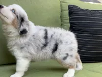Tommy, a male Miniature American Shepherd for sale in La Canada Flintridge, CA – 7 of 9