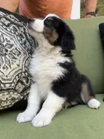 Christopher , a male Miniature American Shepherd for sale in La Canada Flintridge, CA – 8 of 9