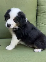 Mikey, a male Miniature American Shepherd for sale in La Canada Flintridge, CA – 4 of 9