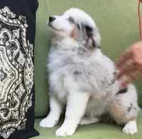 Tommy, a male Miniature American Shepherd for sale in La Canada Flintridge, CA – 3 of 9