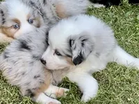 Tommy, a male Miniature American Shepherd for sale in La Canada Flintridge, CA – 9 of 9