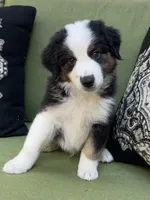 Mikey, a male Miniature American Shepherd for sale in La Canada Flintridge, CA – 2 of 9