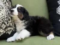 Christopher , a male Miniature American Shepherd for sale in La Canada Flintridge, CA – 4 of 9