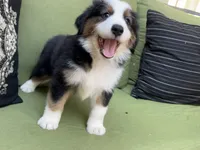 Jamie, a male Miniature American Shepherd for sale in La Canada Flintridge, CA – 6 of 9