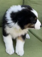 Arrow, a male Miniature American Shepherd for sale in La Canada Flintridge, CA – 4 of 9