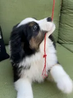 Arrow, a male Miniature American Shepherd for sale in La Canada Flintridge, CA – 2 of 9