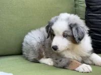 Franklin, a male Miniature American Shepherd for sale in La Canada Flintridge, CA – 2 of 10
