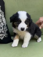 Mikey, a male Miniature American Shepherd for sale in La Canada Flintridge, CA – 3 of 9